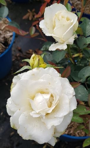 Rosa x Voluptia® LOVELY WHITE® / Rosier Buisson Voluptia® LOVELY WHITE® / Conteneur de 3 à 4 litres