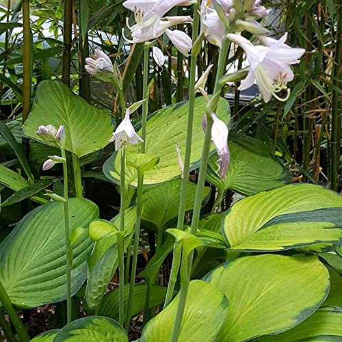 Pianta vera di Hosta Gold Standard - Diametro Vaso Ø 10 cm