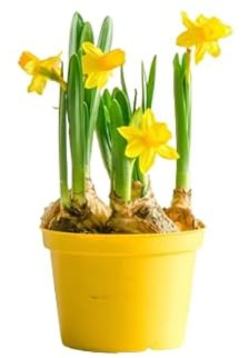 Narciso de Otoño Natural Bulbo en Maceta para una Hermosa Decoración