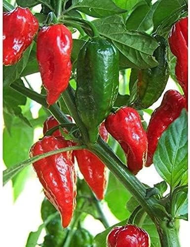 Indian/Asian/Bangladeshi Hybrid Vegetable Seeds/বাংলাদেশী উচ্চফলনশীল হাইব্রিড জাতের বীজ/High Yield Seeds (Naga Chilli 15 Seeds)