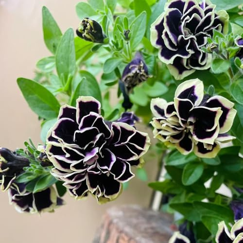 semi di petunia appesi esotiche resistenti, balcone di petunia Balcone, resistenti rare, decorazione 650pcs