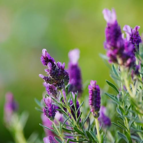 semillas de lavanda resistentes, lavanda de medicinales, interior para el jardín 130pcs