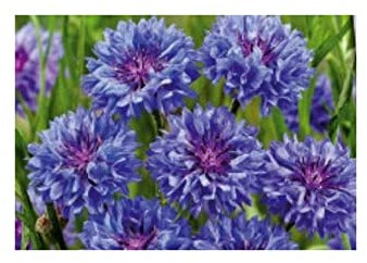 Pcs - 40x Bleuet des Champs Bleu Boy, Doppelblumig Jardin Plantes - Graines KS290 - Seeds & Plants Shop by Ipsa