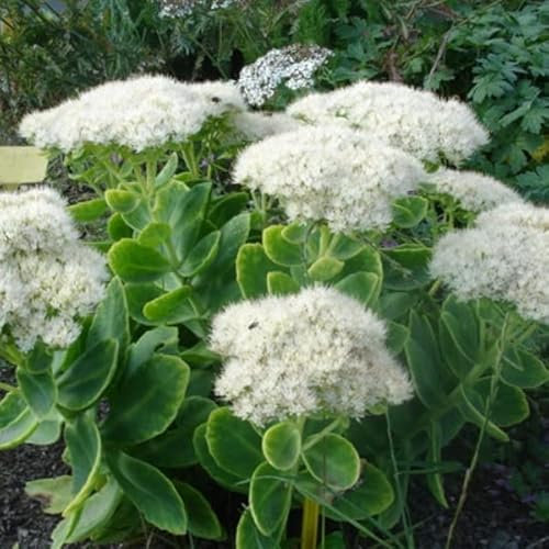 12 unità Sedum Spectabile 'Iceberg' - Sedum Spectabile 'Iceberg' Vaso 9x9cm ±1 m² - Sedum con Fiori Bianchi e Crescita Vigosa
