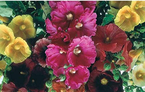 Trémière Chaters Mix 60 graines Alcea rosea Double POLLINISATION