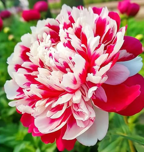 Peonia/Rizomi Peonia Resistenti/Rizomi Perenni Giardino/Piantagioni Peonia Rari Giardino/Elegante Arbusto Peonia-f-2 rizomi