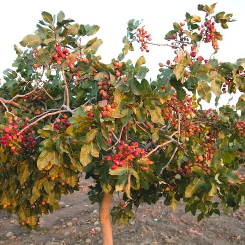 Semillas de pistacho, Pistacia vera, semillas de nueces, Semillas de pistacho resistentes al invierno, resistentes exterior 15pcs