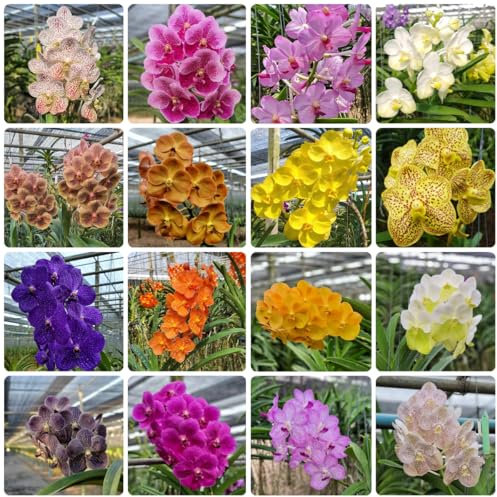 vanda orchidee hängend samen, seed, gartenpflanzen winterhart exotische pflanzen samen, blumensamen ostern blumen samen, stauden winterhart bodendecker samen winterhart, pflanzen für 300pcs