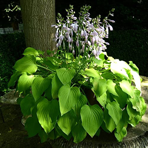 12 unidades o 1 m² Hosta 'Halcyon' Maceta 9x9 cm
