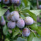 Pflaume Anna Späth Prunus domestica, 1 Busch