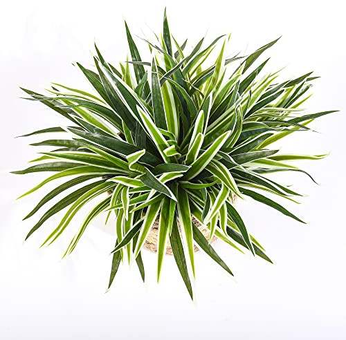 Shirfloral 5 PCS Artificial Spider Plant Fake Greenery Realistic Chlorophytum Plants Indoor Home Shelf Office Decoration Faux Curly Spider Plants