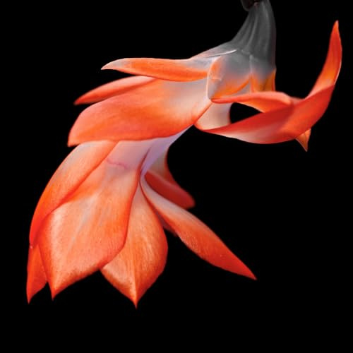 TriStar Plants - Thanksgiving Cactus - 4 Inch Pot, Holiday Plant, Winter Flowers, Christmas Plants, Winter Blooms (Orange)