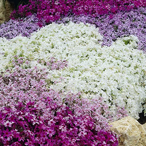You Garden - 24 x Creeping Phlox Collection Supplied as 24 x Mixed Plugs Ready to Plant Out