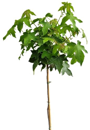 Árbol de ámbar Liquidambar Styraciflua 'Gumball', tronco alto, 60-80 cm, resistente al invierno