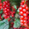 Nature Red Cultivo Antipájaros Primo 10x10 m Color Negro 6030406 PE Polietileno