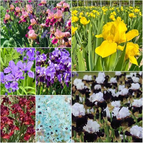 bulbos de iris - de interior temprana con silvestres interior bonsái balcón resistentes con bulbos temprana 4pcs