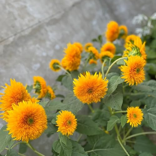 semillas de girasol de balcón primavera jardín cortadas semillas perennes girasoles primavera orgánicas los temprano silvestres perennes resistentes 1000pcs