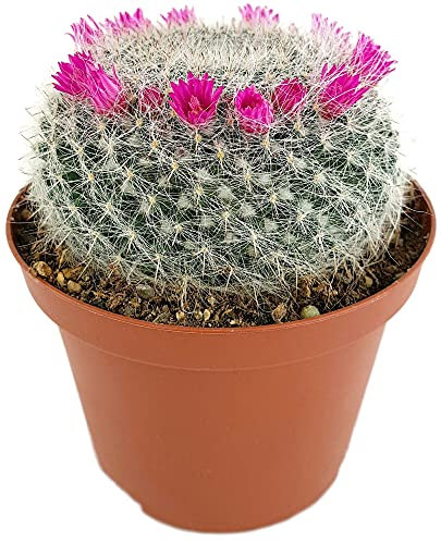 Fangblatt - Mammillaria hahniana - exotischer Kaktus im Ø 12 cm Topf - pflegeleichte Sukkulente