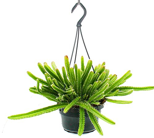 Exotenherz - Zimmerpflanze zum Hängen - Hylocereus undatus - Drachenfrucht - Pitahaya - 14cm Ampel - Schlangenkaktus
