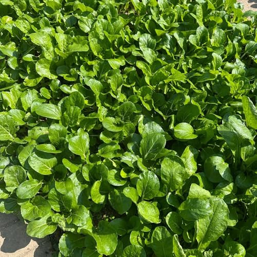 pak choi balcón camas elevadas de balcón resistentes reverdecimiento de tejados decorativas cama elevada para semillas semillas 1000pcs