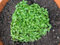 300 Seeds of Herb Basil Thai Liquorice Flavour