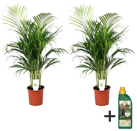 Plant in a Box - Palma Areca - Set di 2 - Dypsis lutescens con Bottiglia di Nutrimento - Altezza 60-70cm - Vaso 17cm - Pianta d’Oro Tropicale da Interno - Purifica l’Aria e Decora la Casa
