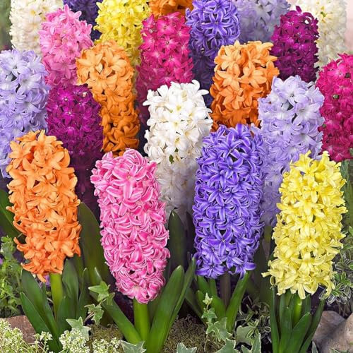 9X Garden Bedding Hyacinth Mixed – Fragrant Indoor Outdoor – Spring Flowering Perennial Bulbs – for Your Beautiful Garden