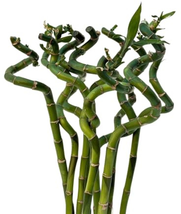 VANDAS Lucky Bamboo – Dracaena Sanderiana | Bamboo della Fortuna | Pianta Ornamentale Coltivabile in Acqua | Vari Steli e Altezze (10, 60 Cm)