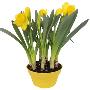 Narcissus Amarillo - Planta Vivas - Bulbo de Narciso con Flores Amarillas