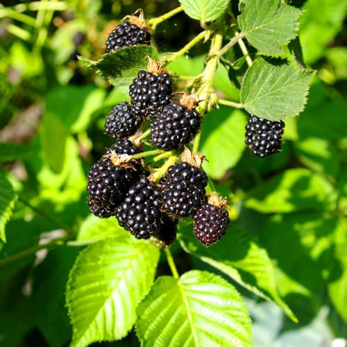 BlackBerry 'Triple Crown' Thornless – High-Yielding, Juicy Blackberries with Exceptional Flavour, Ideal for Sunny Gardens - 1x 2 Litre Potted Plant by Thompson & Morgan