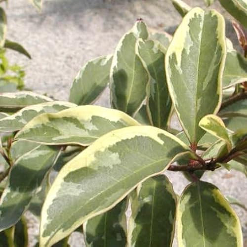 Vivai le Georgiche - Pianta vera di Ligustrum japonicum Excelsum Superbum Ligustro - vaso Ø 18 cm - altezza alla vendita 40-60 cm