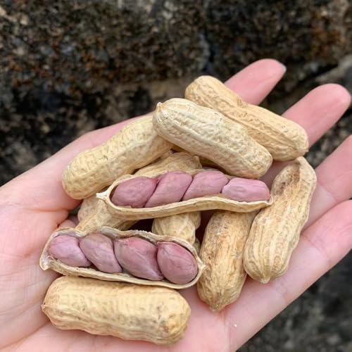 maní semillas de Camas elevadas para el jardín semillas de bonsái interior medicinales silvestres jardín miseria 40pcs