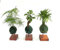 Pack Especial de Tres Kokedamas con soporte | Kokedama Mini | Auténticas kokedamas japonesas| Hecho a Mano por un Maestro japonés | (K01)