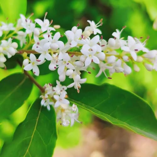 semillas de seto de aligustre hoja perenne resistentes - Serie Raras - interior resistentes jardín seto aligustre 200pcs