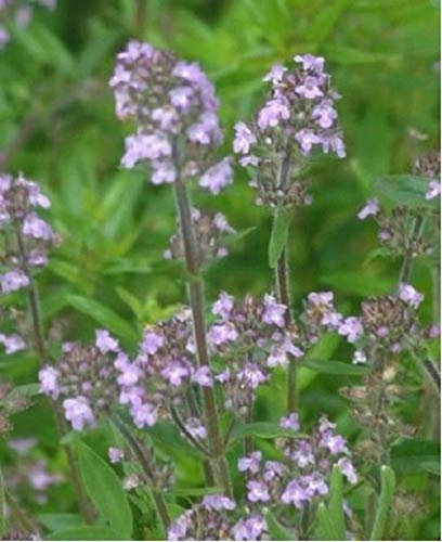 Santoreggia (Satureja Hortensis) - 200 semi