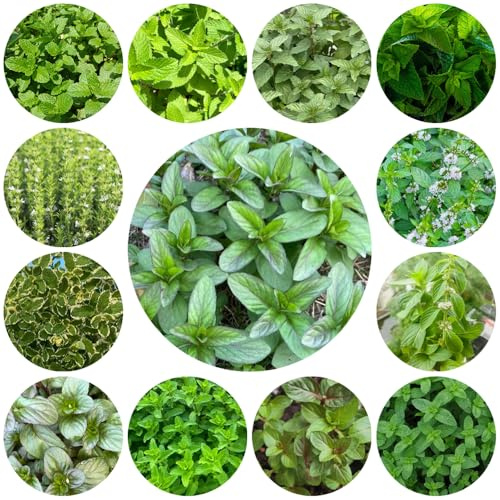 semillas de menta - Decoración de jardín para exteriores interior resistentes orgánicas 1200pcs