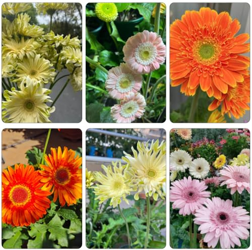 Gerbera perennes resistentes extremadamente resistentes silvestres de balcón semillas de prados silvestres cama elevada jardín bonsái 1000pcs