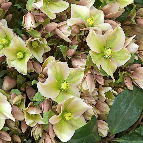 Helleborus Winter Sunshine - Christmas Rose Plant, Hellebores Plants Garden Ready, Outdoor Shade Lovers Perennial Plants Garden Ready (3 Litre Pot, 20-30cm)
