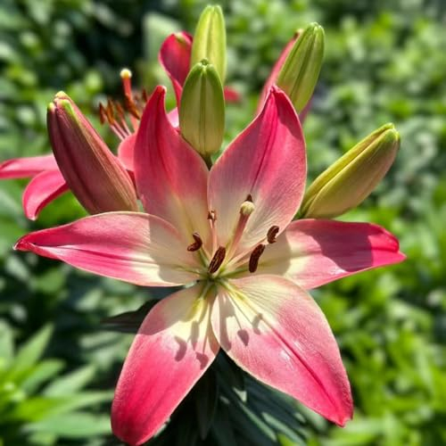 4 pcs lilien zwiebeln kaufen - Lilium brownii - frühblüher zwiebeln, schnittblumen riesenlilien baumlilien winterhart knollen topfpflanzen für draußen, steingarten pflanzen blumengarten