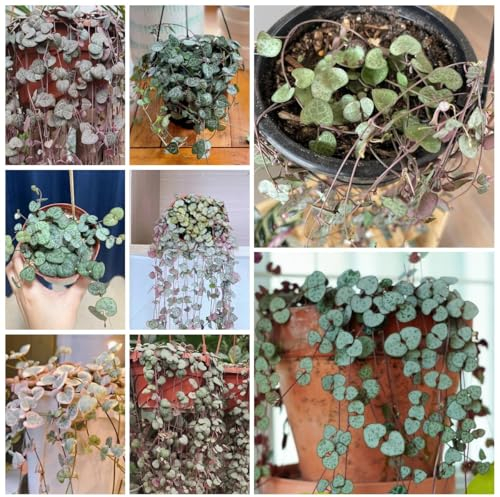 200 pcs leuchterblume samen, blumenwiese, topfpflanzen echt (Ceropegia woodii) pflanzen samen indoor, winterharte balkonpflanzen zimmer deko, zimmerpflanze blumen für balkon, bio saatgut