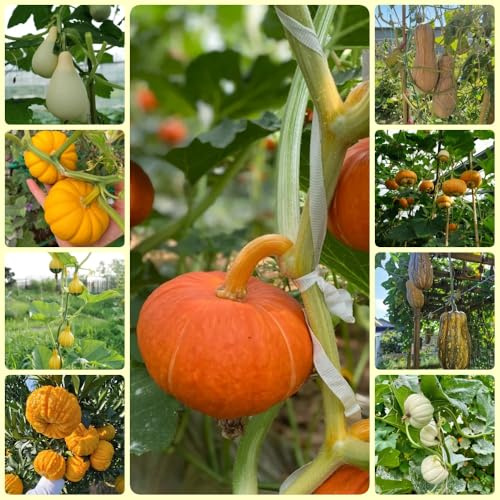 Semillas de calabaza orgánicas, de invierno semillas organicas Semillas de calabaza ornamentales, resistentes para balcones 50pcs