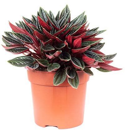 Poivre nain « Smit Rosso », plante d'intérieur facile d'entretien, Peperomia, hauteur : env. 15 cm, diamètre du pot : 10,5 cm