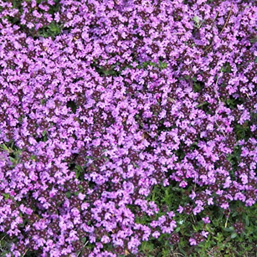Thymus Praecox 'Coccineus' - 6 x Perenni Vaso 9cm x 9cm
