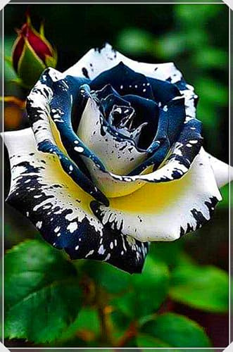 Rose Bulbs UK,Potted-Plants-Rhizome,Excellent Display,Rose Plants for Garden-1bulb-c