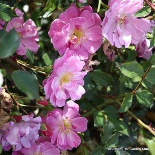 Rose 'Magic Carpet' radice Nuda Groundcover Rose. Rosa, fragrante, Spargere