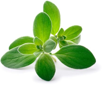 Graines en sachet hermétique, Qualité supérieure, Germination 95%, Instructions incluses, Made in Italy (MARJOLAINE)