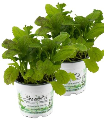 2er Set Blattsenf Pflanze, BRASSICA JUNCEA, Aus Nachhaltigem Anbau!