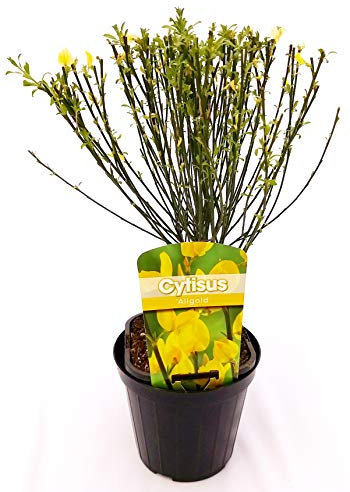 POWERS TO FLOWERS - GINESTRA GIALLA, pianta vera