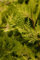 Cupressocyparis leylandii 'Castlewellan Gold' 80-100 cm - Leyland-Zypresse, goldgelbes Laub, ideal als Hecke, schnellwachsend, winterhart, pflegeleicht