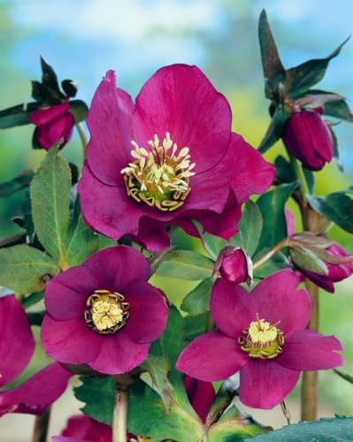 Helleborus x orientalis 'Red Lady' 11x11 cm Topf – Winterhart, Mehrjährig, Pflegeleicht – Lenzrose – Staude für Beet & Kübel